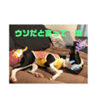 ボストンReno3（個別スタンプ：4）