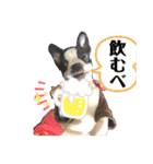ボストンReno3（個別スタンプ：8）