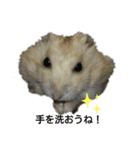 プディングハムスターこたろう（個別スタンプ：1）