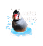 ぶんたろうくんのスタンプ①（個別スタンプ：12）