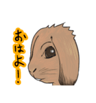 ラビットテーマ（個別スタンプ：2）
