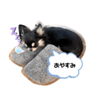 ピノさんと仲間達（個別スタンプ：15）