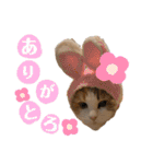 とろさくスタンプ（個別スタンプ：1）