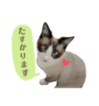 とろさくスタンプ（個別スタンプ：4）