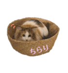 とろさくスタンプ（個別スタンプ：15）