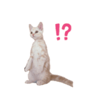 まめちんだよ（個別スタンプ：3）