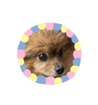 tixyoko チョコ（個別スタンプ：4）