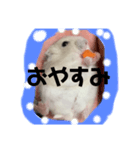 同じ写真だけど毎日使えるいろいろスタンプ（個別スタンプ：2）