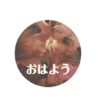 ももろこスタンプ②（個別スタンプ：2）