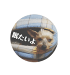 ももろこスタンプ②（個別スタンプ：13）
