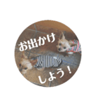 ももろこスタンプ②（個別スタンプ：16）