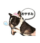 ボストンテリア(フラン君)のスタンプ（個別スタンプ：14）