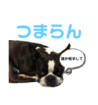 ボストンテリア(フラン君)のスタンプ（個別スタンプ：16）