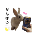 Cocoa_family2（個別スタンプ：1）