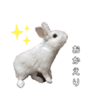 Cocoa_family2（個別スタンプ：2）
