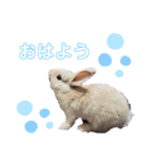 Cocoa_family2（個別スタンプ：3）