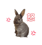 Cocoa_family2（個別スタンプ：6）