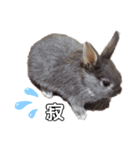 Cocoa_family2（個別スタンプ：7）