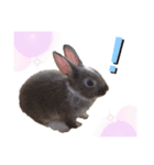 Cocoa_family2（個別スタンプ：10）