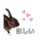 Cocoa_family2（個別スタンプ：11）