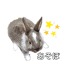 Cocoa_family2（個別スタンプ：12）