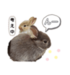 Cocoa_family2（個別スタンプ：13）