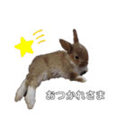 Cocoa_family2（個別スタンプ：14）