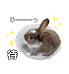 Cocoa_family2（個別スタンプ：23）