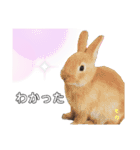 Cocoa_family2（個別スタンプ：24）