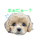 ビションプーのぽんた（個別スタンプ：5）