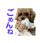 ビションプーのぽんた（個別スタンプ：8）