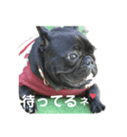 バーニーズのマロンとフレブルのデン。（個別スタンプ：1）