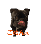 バーニーズのマロンとフレブルのデン。（個別スタンプ：4）