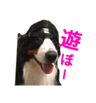 バーニーズのマロンとフレブルのデン。（個別スタンプ：6）