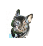 バーニーズのマロンとフレブルのデン。（個別スタンプ：7）
