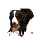 バーニーズのマロンとフレブルのデン。（個別スタンプ：8）