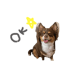 にゃんことわんこの言葉（個別スタンプ：3）