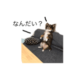 にゃんことわんこの言葉（個別スタンプ：4）
