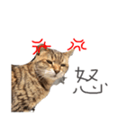 にゃんことわんこの言葉（個別スタンプ：5）