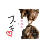 にゃんことわんこの言葉（個別スタンプ：6）