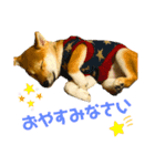 柴犬おまめ（個別スタンプ：2）