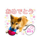 柴犬おまめ（個別スタンプ：3）
