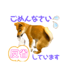 柴犬おまめ（個別スタンプ：4）