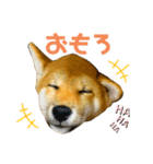 柴犬おまめ（個別スタンプ：5）