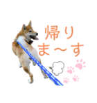 柴犬おまめ（個別スタンプ：6）