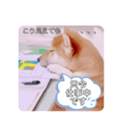 柴犬おまめ（個別スタンプ：7）