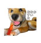 柴犬おまめ（個別スタンプ：8）