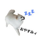 テトのまいにち（個別スタンプ：2）