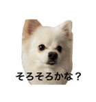テトのまいにち（個別スタンプ：20）
