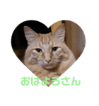 おかきくんのかきちゃんすたんぷ（個別スタンプ：7）